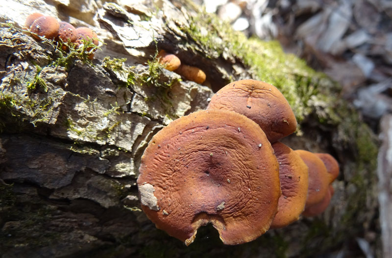 Flammulina velutipes - Physalacriaceae